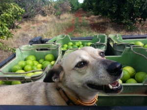 Dog and limes